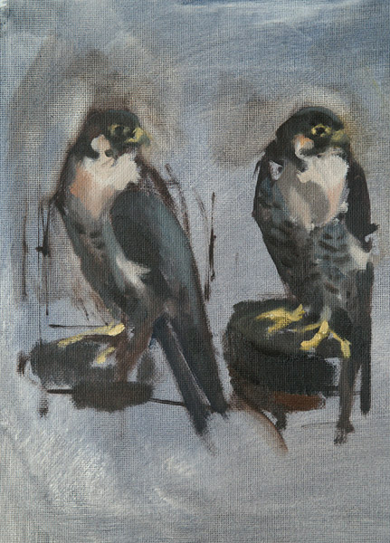 Falcon, oil sketch from life