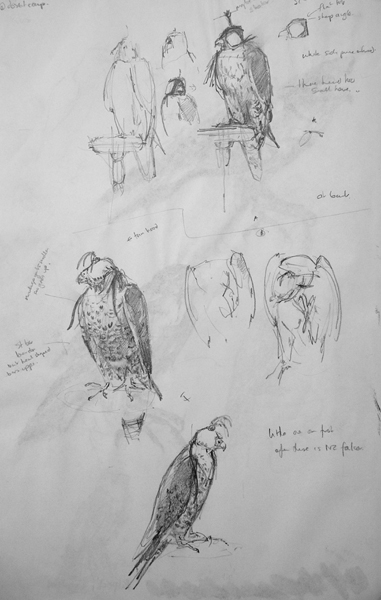 Falcon drawings from life