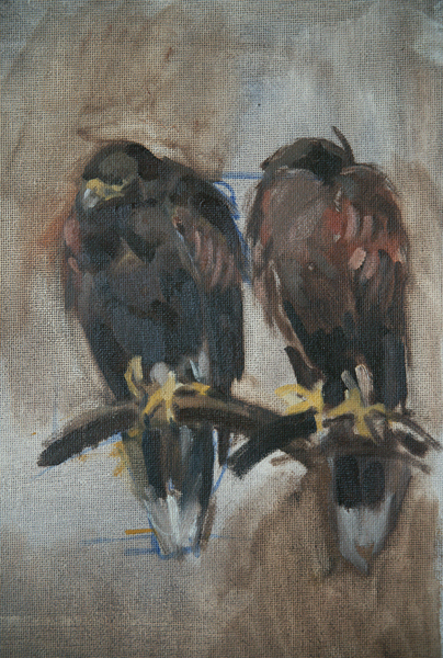 Hawk, oil sketch from life