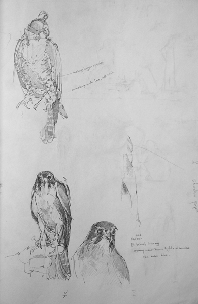 Hooded Falcon and New Zealand Falcon