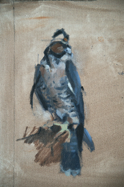 Hooded Falcon, sketch