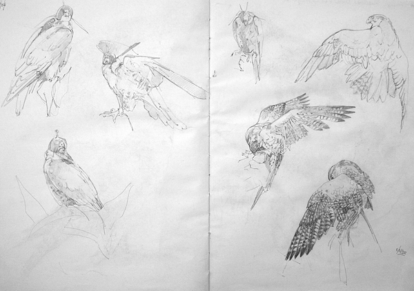 Wing studies